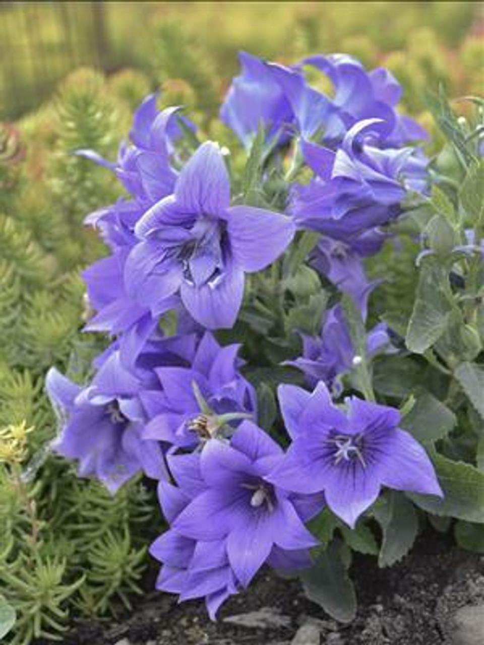 G5255 Platycodon Grandiflorus Astra Blue - View 12 from www redcrocus com