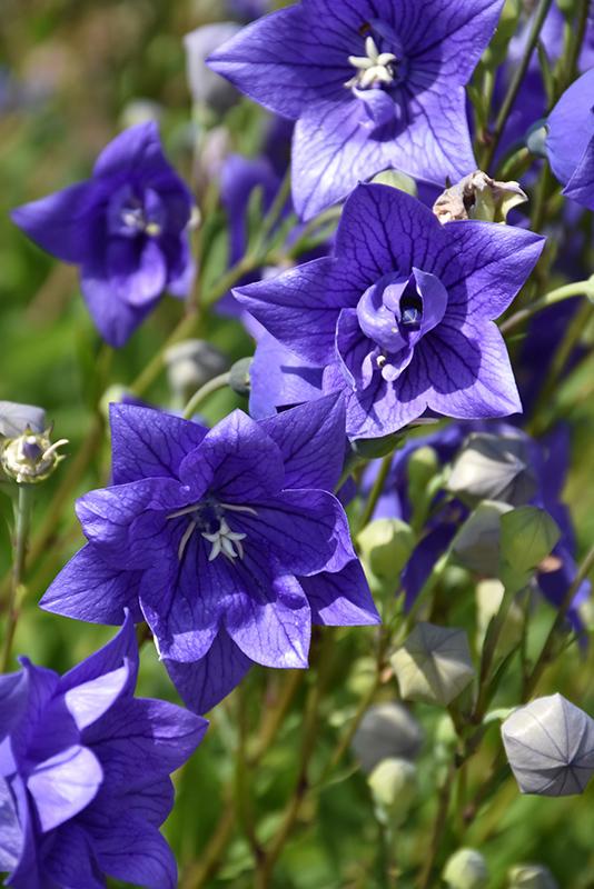 G5255 Platycodon Grandiflorus Astra Blue - View 13 from www redcrocus com