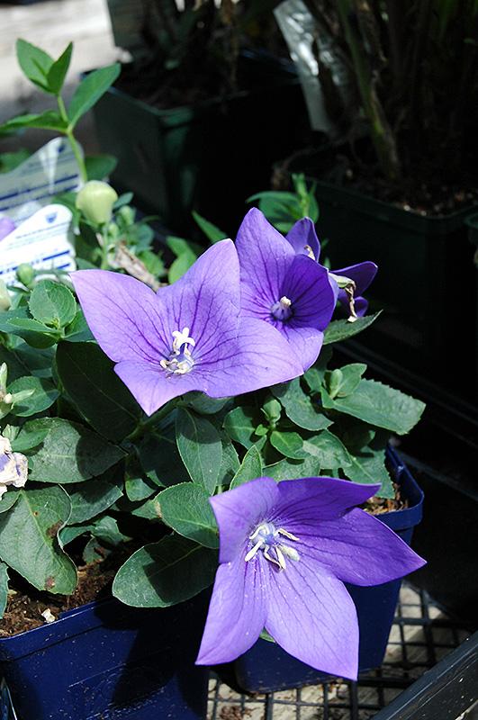 G5255 Platycodon Grandiflorus Astra Blue - View 14 from www redcrocus com