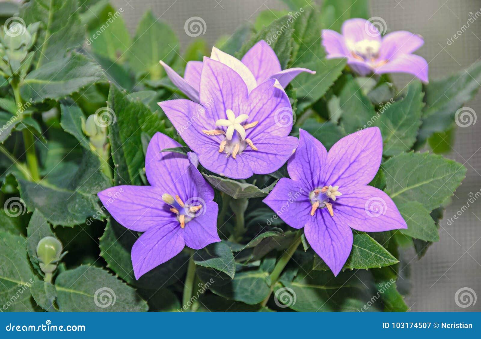 G5255 Platycodon Grandiflorus Astra Blue - View 15 from www redcrocus com