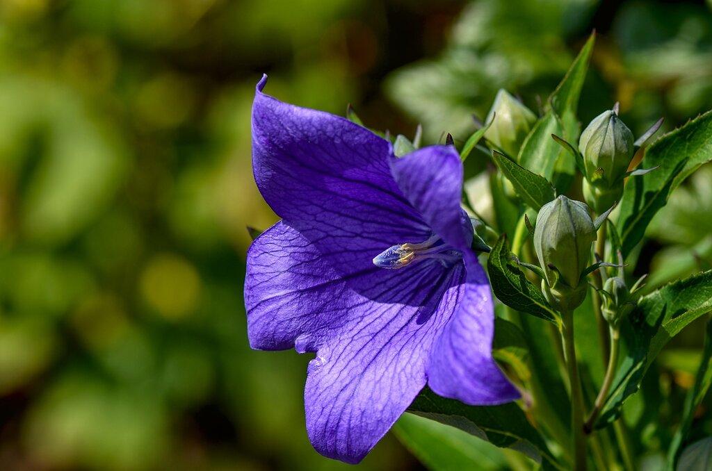 G5255 Platycodon Grandiflorus Astra Blue - View 18 from www redcrocus com