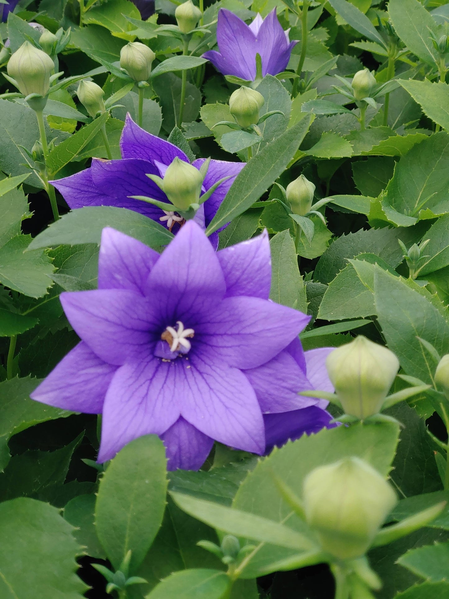 G5255 Platycodon Grandiflorus Astra Blue - View 1 from www redcrocus com