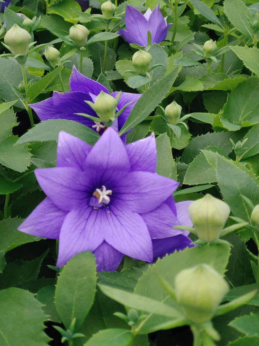 G5255 Platycodon Grandiflorus Astra Blue - View 1 from www redcrocus com