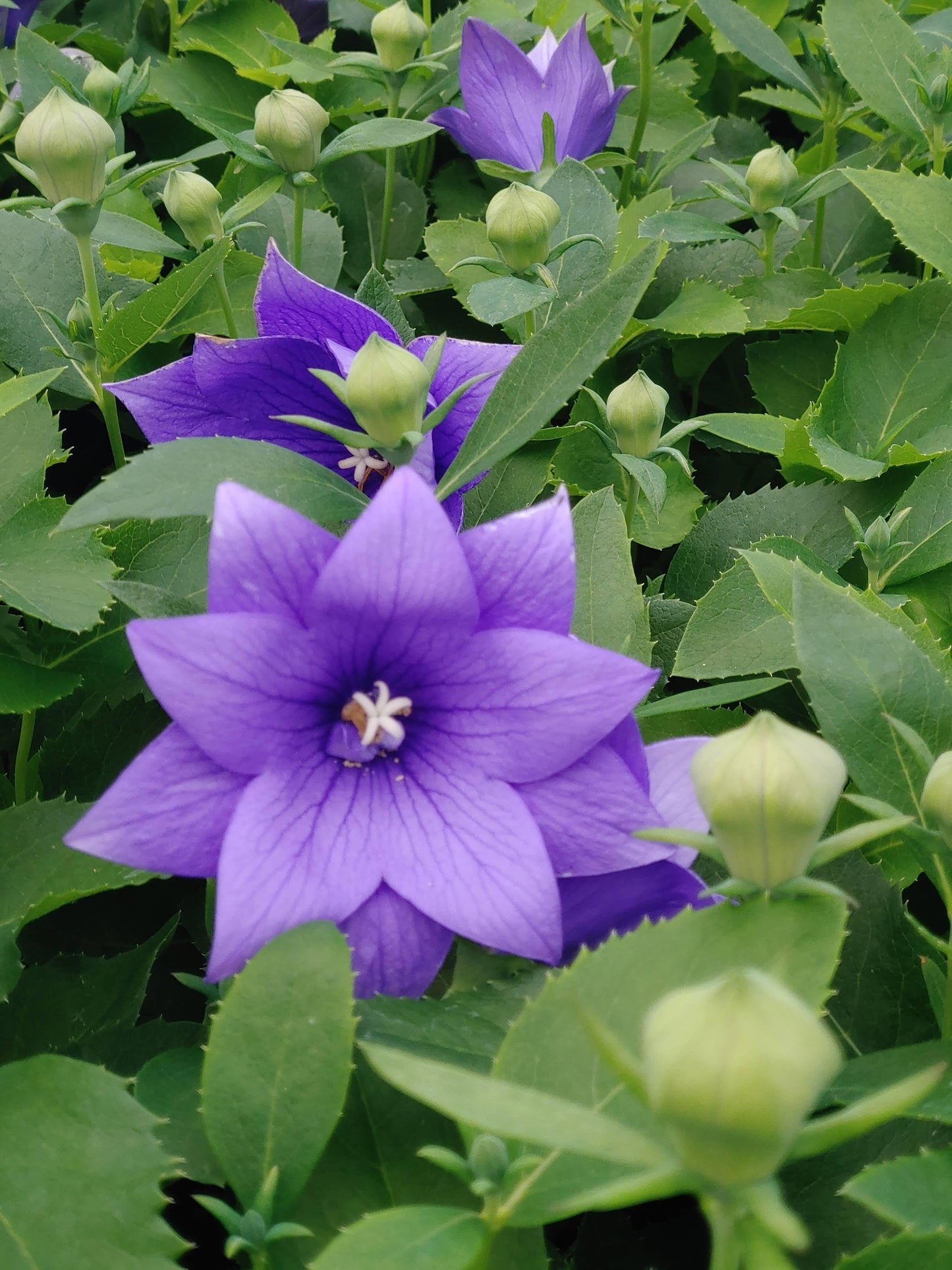 G5255 Platycodon Grandiflorus Astra Blue 1 5f2ddb69 9773 4f0f Aa9d 179b18d941e4 from www redcrocus com
