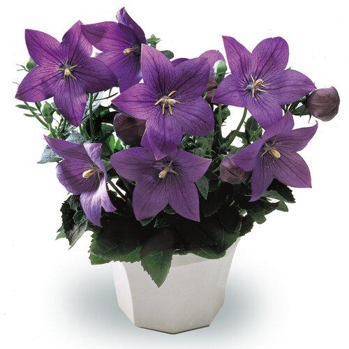 G5255 Platycodon Grandiflorus Astra Blue - View 2 from www redcrocus com