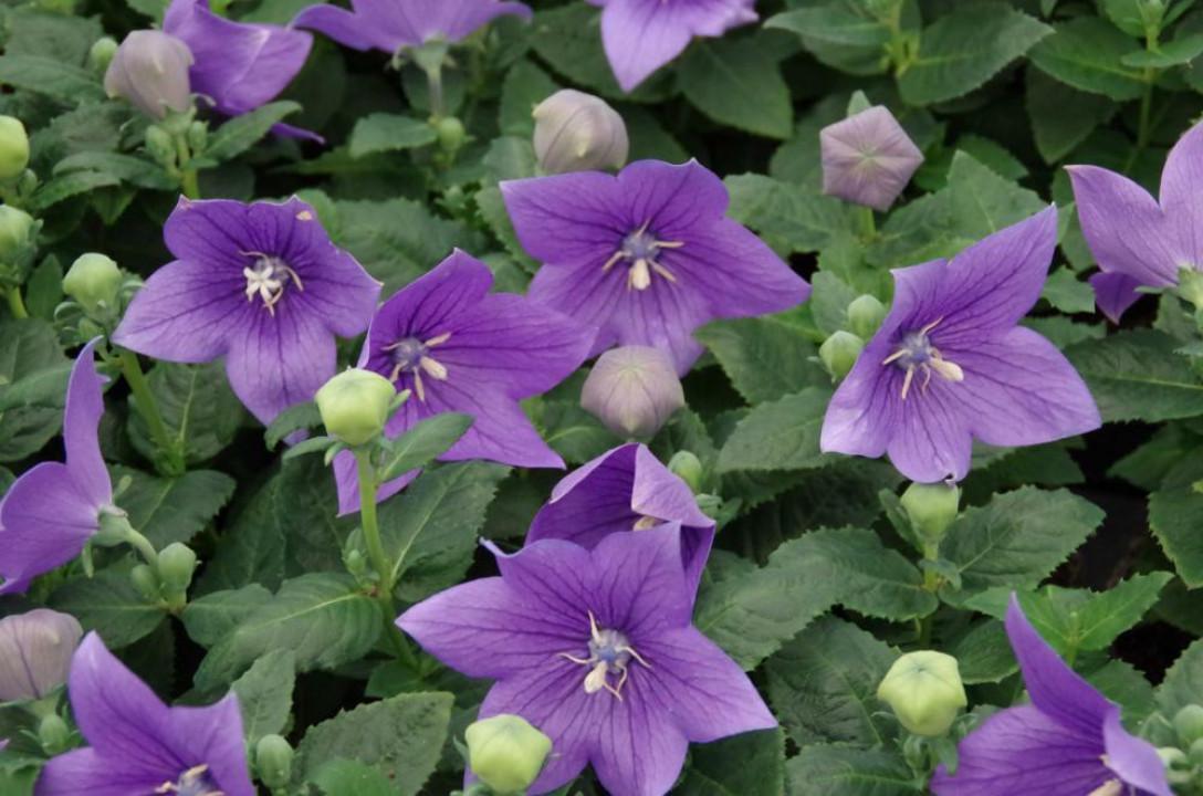 G5255 Platycodon Grandiflorus Astra Blue - View 4 from www redcrocus com