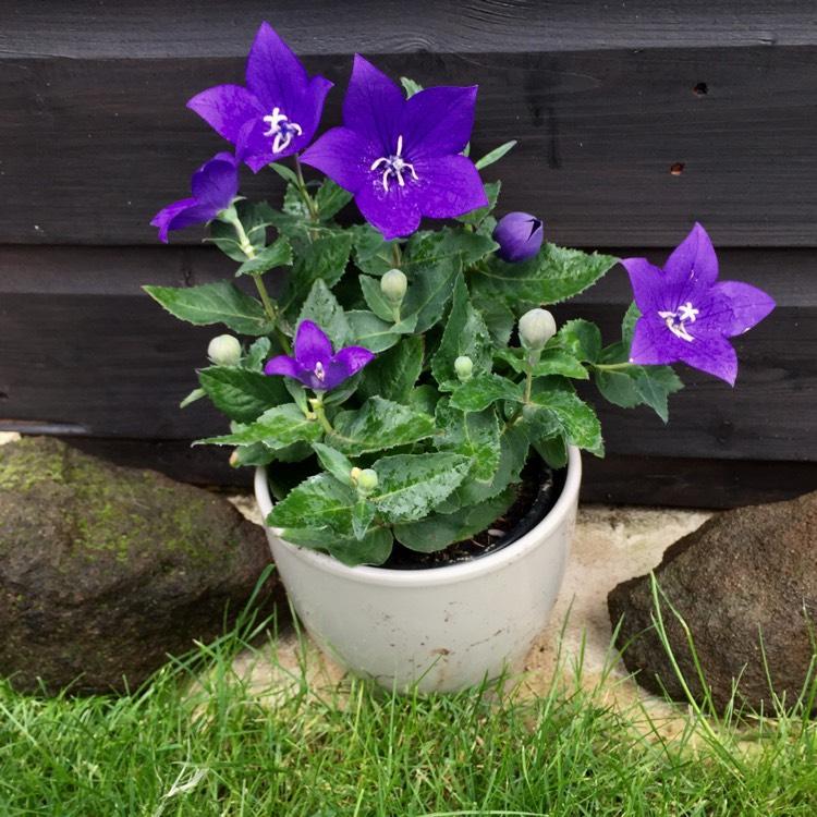 G5255 Platycodon Grandiflorus Astra Blue 5 28341a69 3e47 4f49 87bb 068eed8a59a9 from www redcrocus com