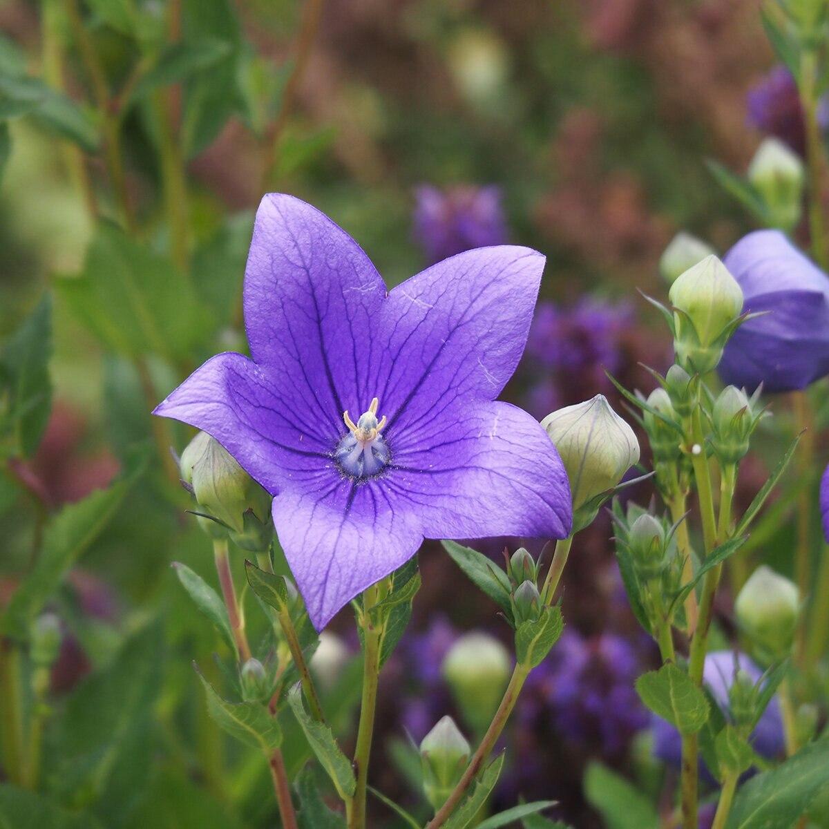 G5255 Platycodon Grandiflorus Astra Blue - View 6 from www redcrocus com
