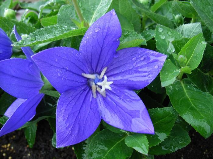 G5255 Platycodon Grandiflorus Astra Blue - View 7 from www redcrocus com