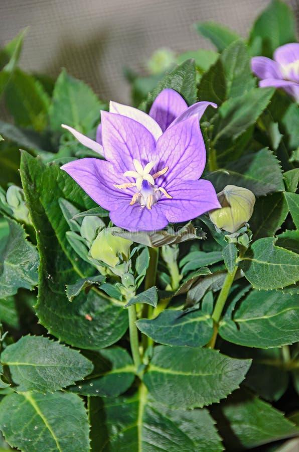 G5255 Platycodon Grandiflorus Astra Blue - View 8 from www redcrocus com