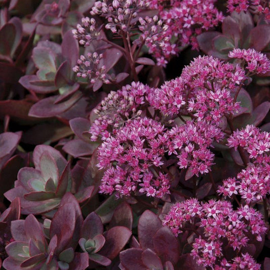 G5257 Sedum Sunsparkler Firecracker - View 1 from www redcrocus com