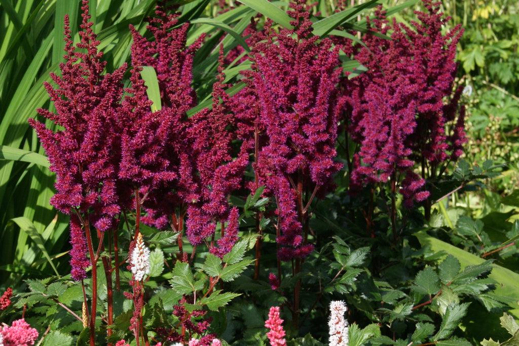 G5291 Astilbe Chinensis Visions In Red 10 331a8c4b 180d 489c 9e7b C036c089f98c from www redcrocus com