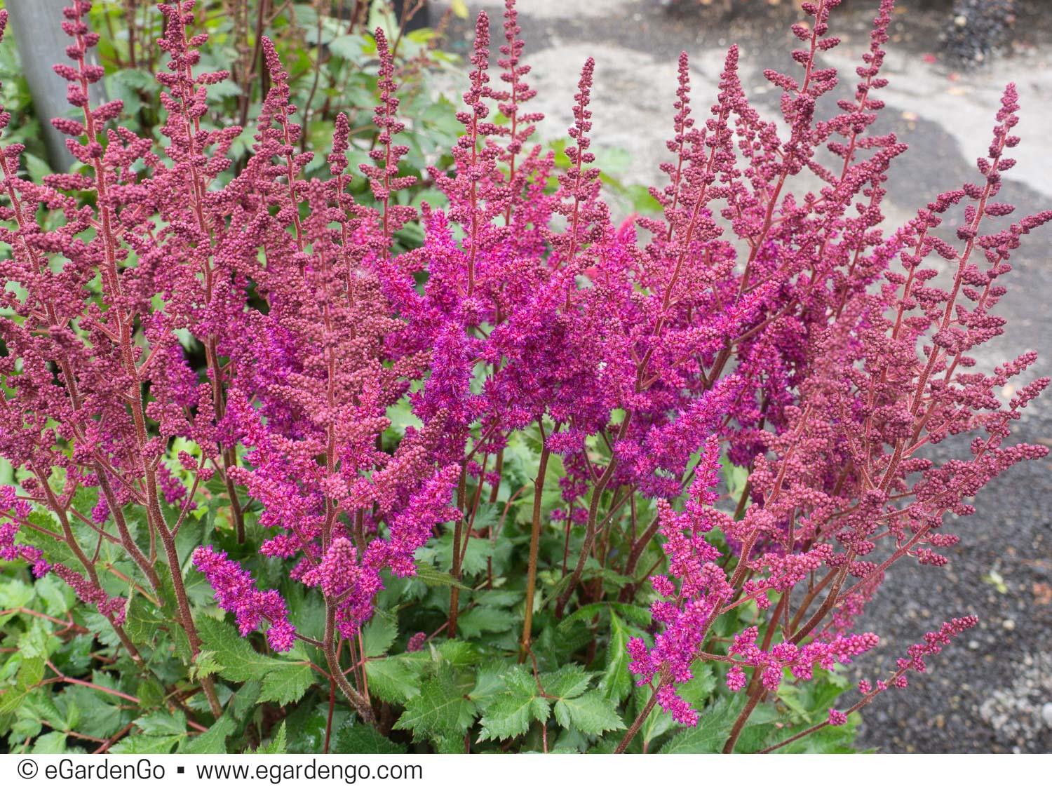 G5291 Astilbe Chinensis Visions In Red 11 Bf45c32e 526e 4673 B5d5 Ceca2f0f67c8 from www redcrocus com