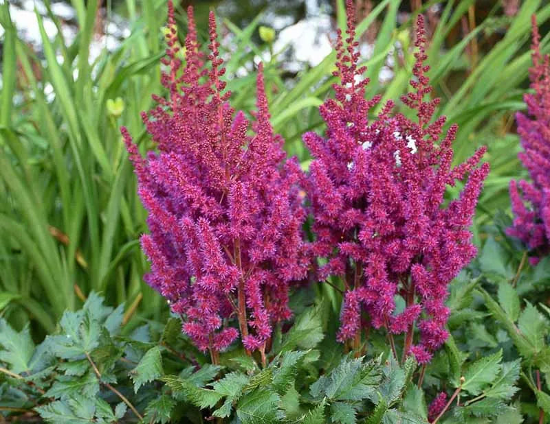 G5291 Astilbe Chinensis Visions In Red 12 47f08867 0e46 4ce8 Bdf2 6440450a3280 from www redcrocus com
