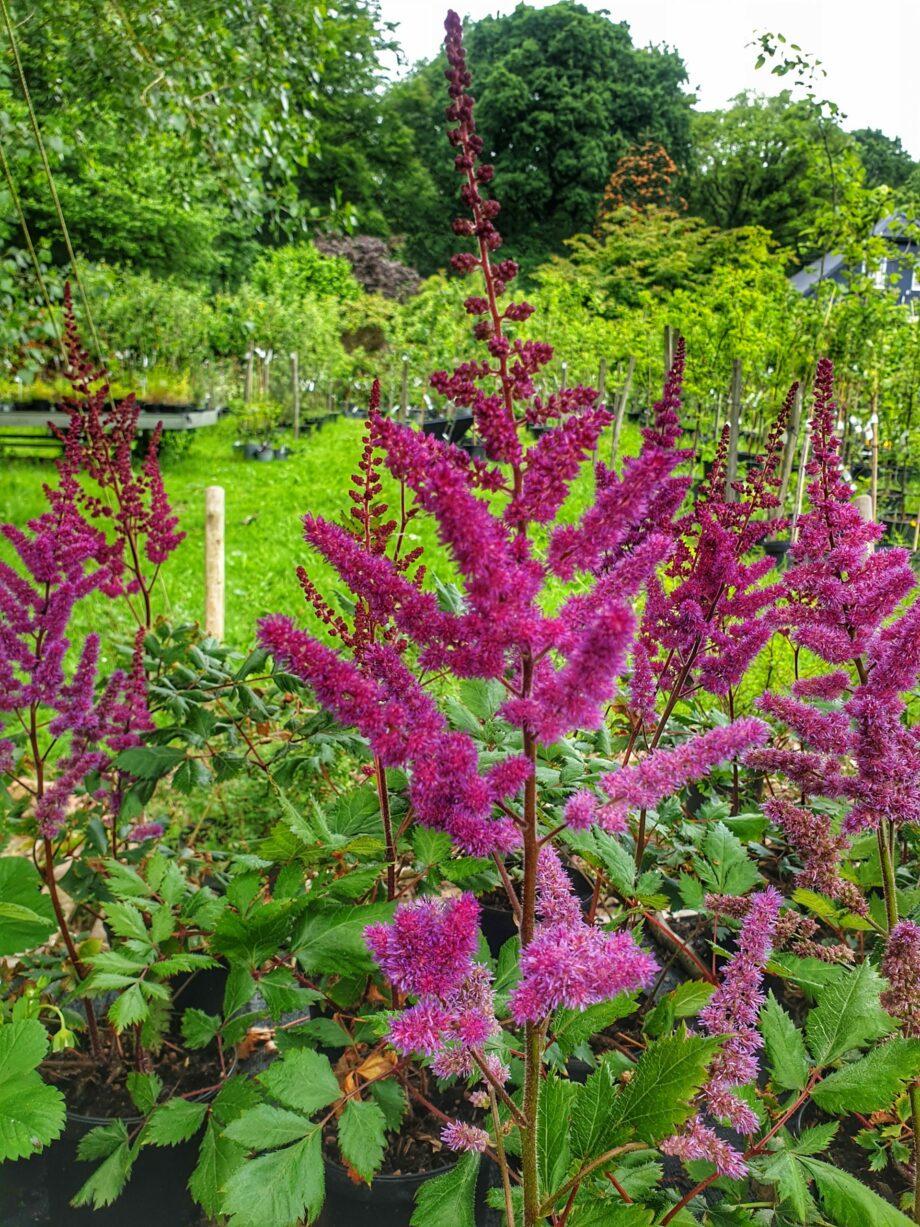 G5291 Astilbe Chinensis Visions In Red 15 Ac5901b7 A68d 4287 A19d A3d3f1f961f4 from www redcrocus com