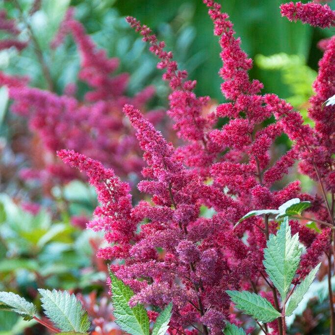 G5291 Astilbe Chinensis Visions In Red 17 Ee4b10f8 E4f8 4b16 Be11 B2fbadaa0091 from www redcrocus com