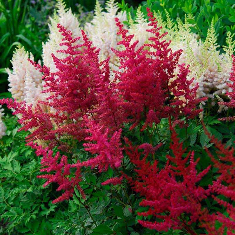 G5291 Astilbe Chinensis Visions In Red 1 8f99ab10 81d0 48fd 9fe9 59009544291b from www redcrocus com