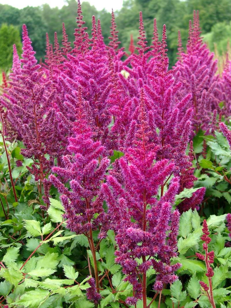 G5291 Astilbe Chinensis Visions In Red 2 C77b7ad8 42c5 4317 A818 D7d56c68bbbe from www redcrocus com