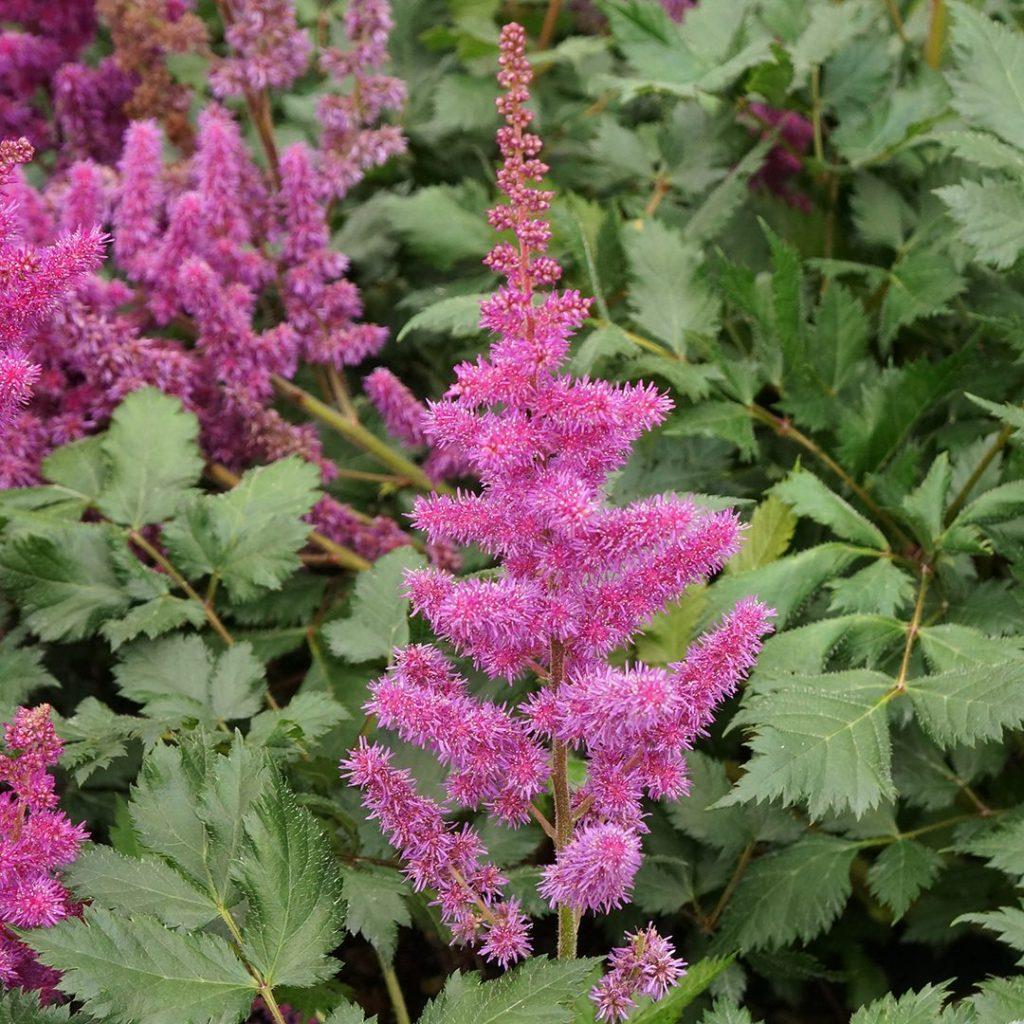 G5291 Astilbe Chinensis Visions In Red 3 0b46864a Dd4e 4962 8247 65b3c9236797 from www redcrocus com