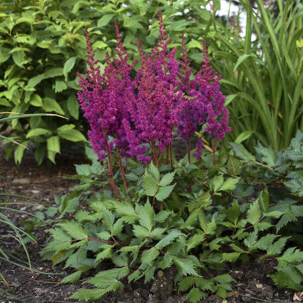G5291 Astilbe Chinensis Visions In Red 4 B4a66616 9b16 4313 Ac1e 211c1ae969f9 from www redcrocus com