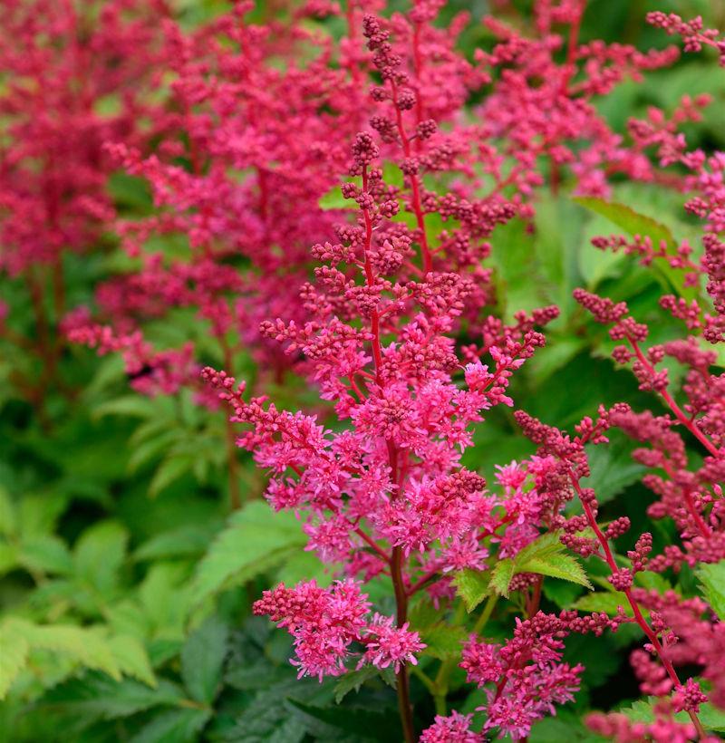 G5291 Astilbe Chinensis Visions In Red 5 5e9312ee 1ec8 406d B2ac 8adc32269ea9 from www redcrocus com