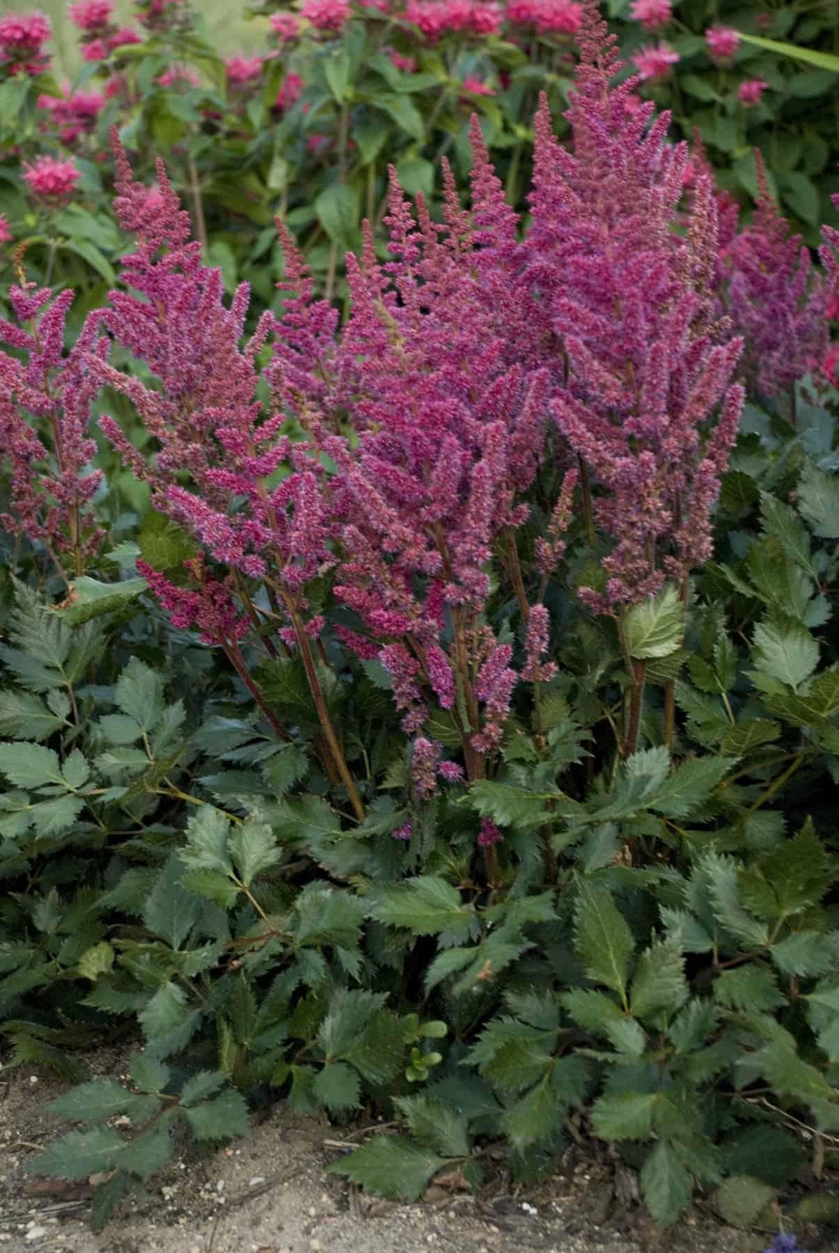 G5291 Astilbe Chinensis Visions In Red 6 Be250c0e 0a6e 45d2 8108 E44bc07ddcae from www redcrocus com