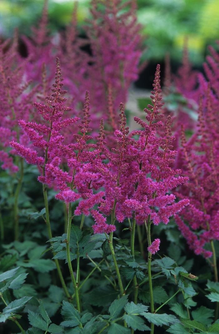 G5291 Astilbe Chinensis Visions In Red 7 8db12441 E55f 4ccd 821c 9ccc0692448c from www redcrocus com