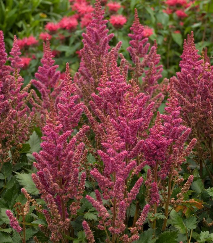 G5291 Astilbe Chinensis Visions In Red 9 69f5562e 8952 4942 9737 D5b4642b4597 from www redcrocus com