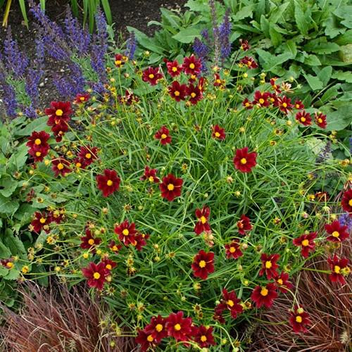 G5296 Coreopsis X 27li 27l Bang Red Elf 27 10 E5b642de 9c1d 4e7f 9706 5722252dcb53 from www redcrocus com