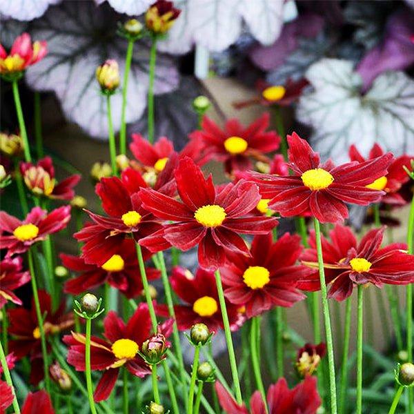 G5296 Coreopsis X 27li 27l Bang Red Elf 27 11 Bc5a1c88 Dc07 4aa2 B300 6c9b88334231 from www redcrocus com