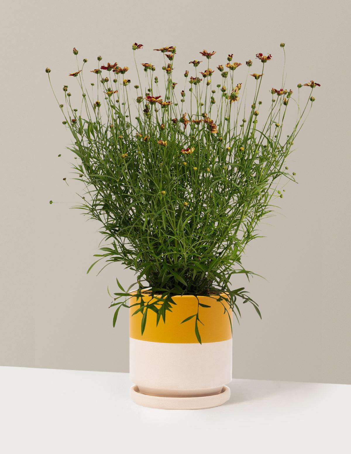 G5296 Coreopsis X 27li 27l Bang Red Elf 27 12 D491dc08 9fe1 4051 B7ef 710ab4481b54 from www redcrocus com