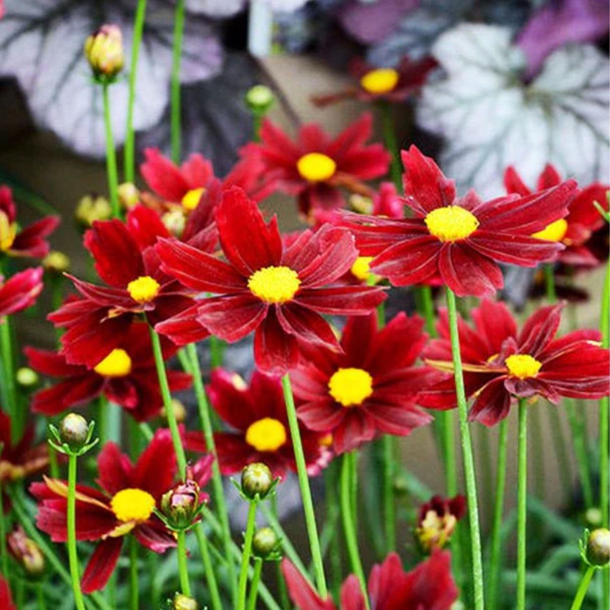 G5296 Coreopsis X 27li 27l Bang Red Elf 27 13 A6a78e32 7485 49f0 934d 60583e786687 from www redcrocus com