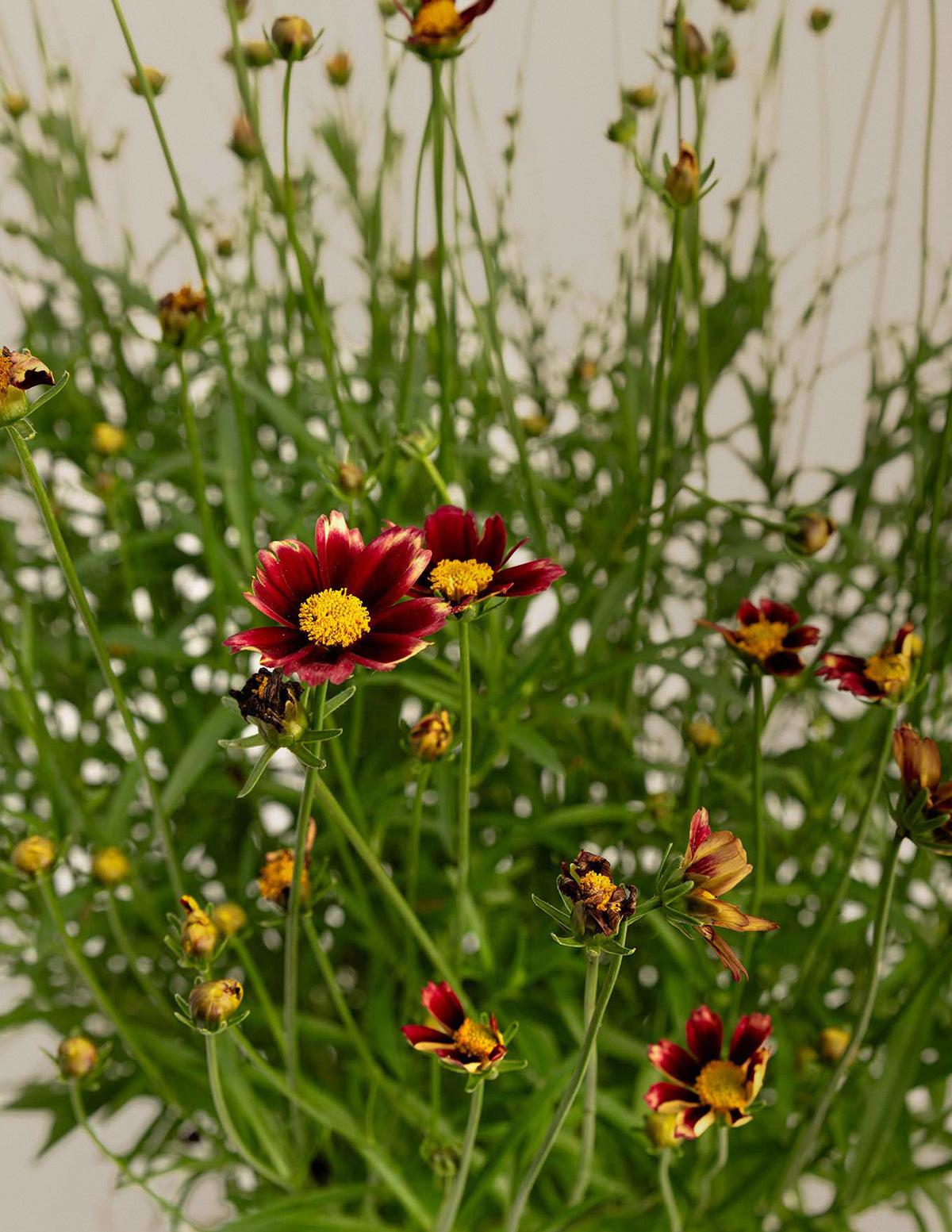 G5296 Coreopsis X 27li 27l Bang Red Elf 27 16 6a9b2a26 17ef 4876 967f Aa56ab6cb308 from www redcrocus com