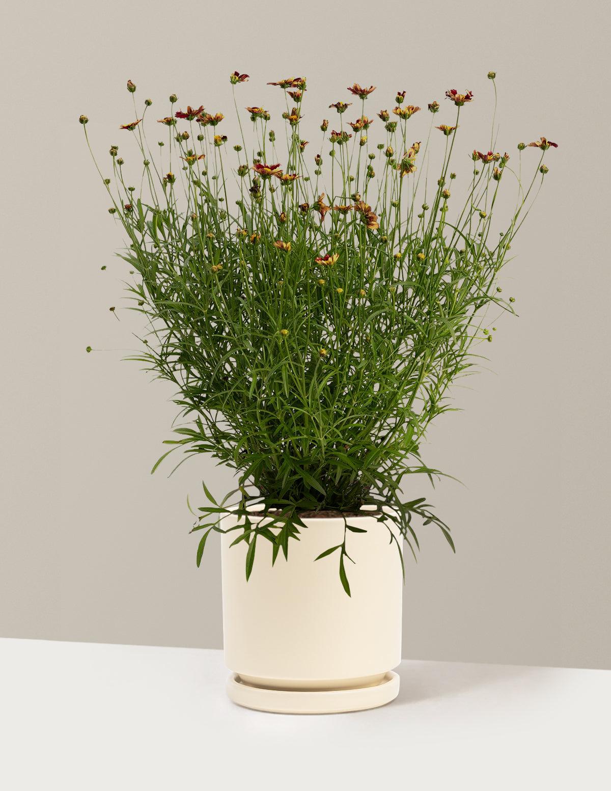 G5296 Coreopsis X 27li 27l Bang Red Elf 27 17 0f273895 5611 43d6 A073 546613ce1176 from www redcrocus com