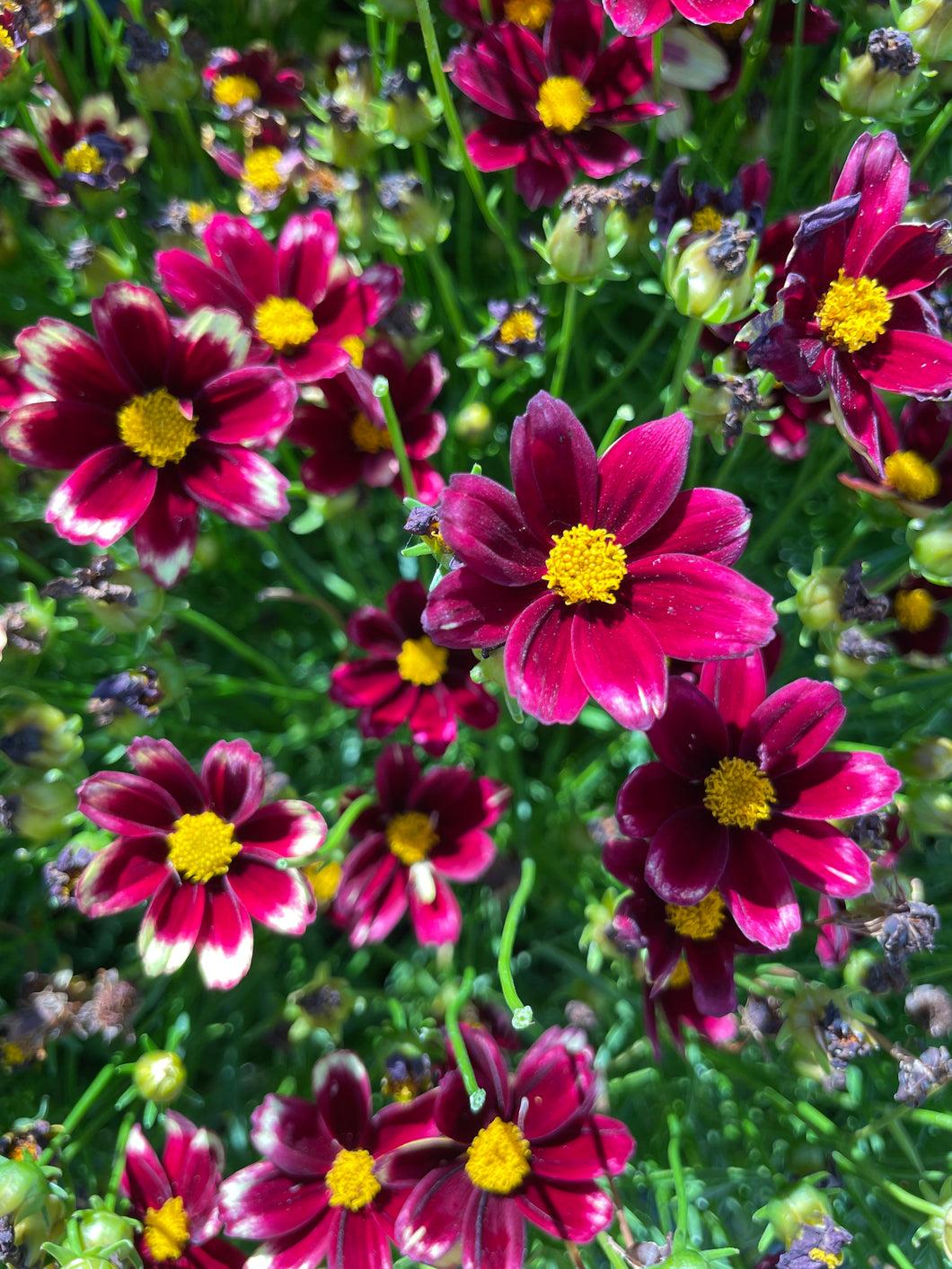 G5296 Coreopsis X 27li 27l Bang Red Elf 27 19 C3c40d14 E22e 4bba 8ddb 0d51bf225aab from www redcrocus com