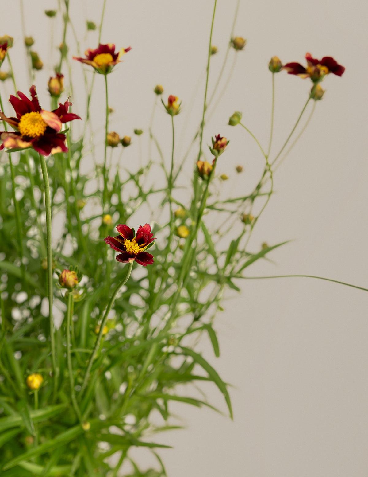 G5296 Coreopsis X 27li 27l Bang Red Elf 27 21 5f4a355c D37b 4309 938c 86751d041b0a from www redcrocus com