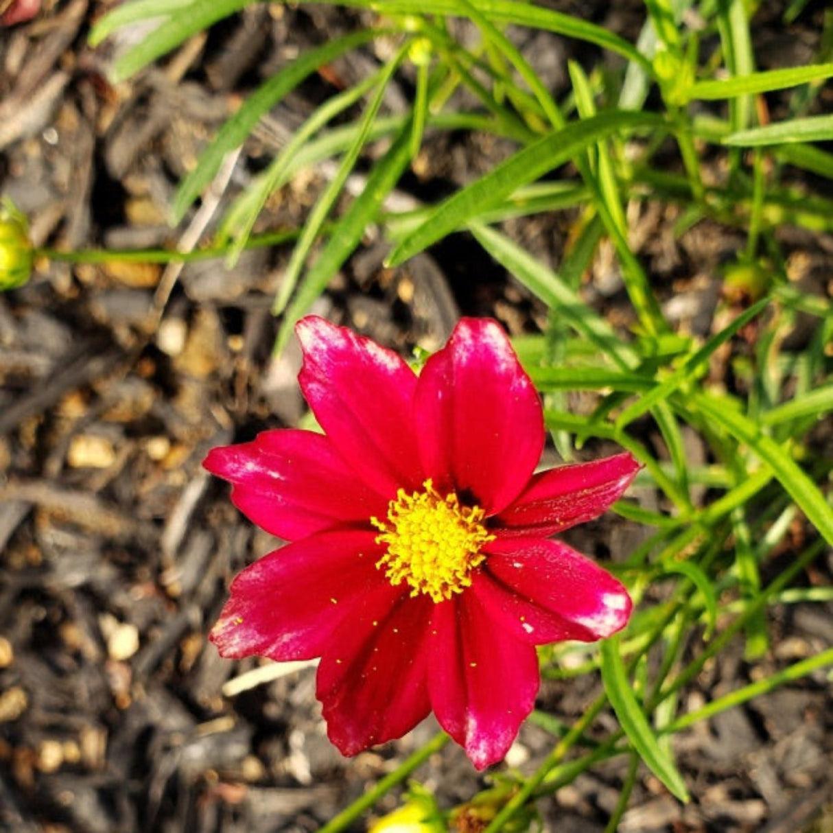 G5296 Coreopsis X 27li 27l Bang Red Elf 27 23 567de6a1 8232 49a7 8b07 742fddedc7c6 from www redcrocus com