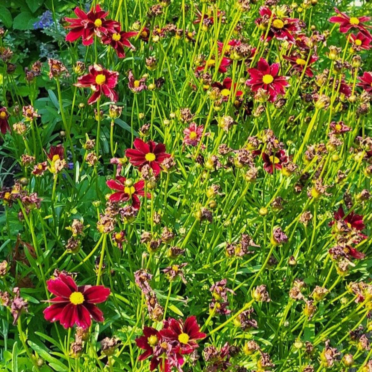 G5296 Coreopsis X 27li 27l Bang Red Elf 27 24 09774275 757e 40ae B00f 74d098e26eff from www redcrocus com