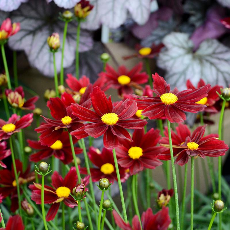 G5296 Coreopsis X 27li 27l Bang Red Elf 27 27 E0ef5ea5 2e8f 474d B01a 2d6d655570e5 from www redcrocus com