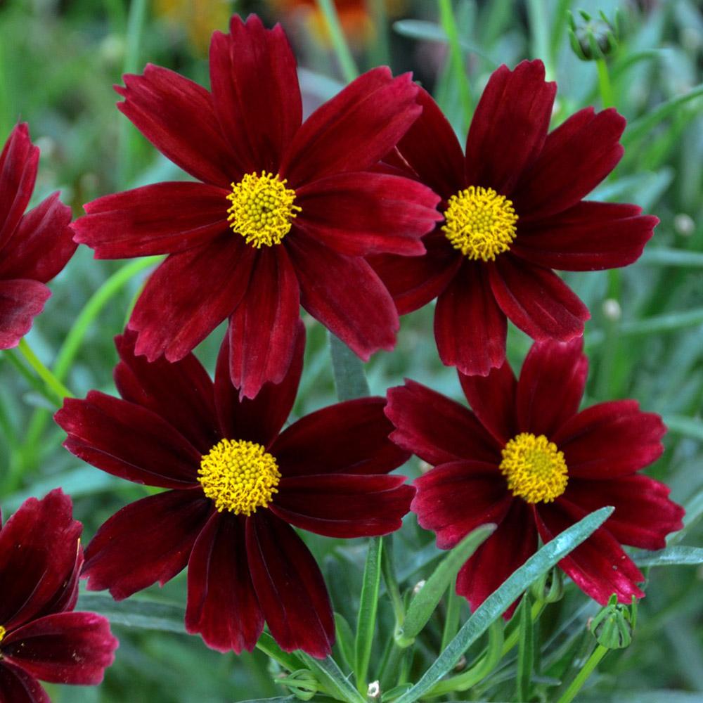G5296 Coreopsis X 27li 27l Bang Red Elf 27 28 Db2b5079 2794 447a B8fe Af4f04c5ac29 from www redcrocus com