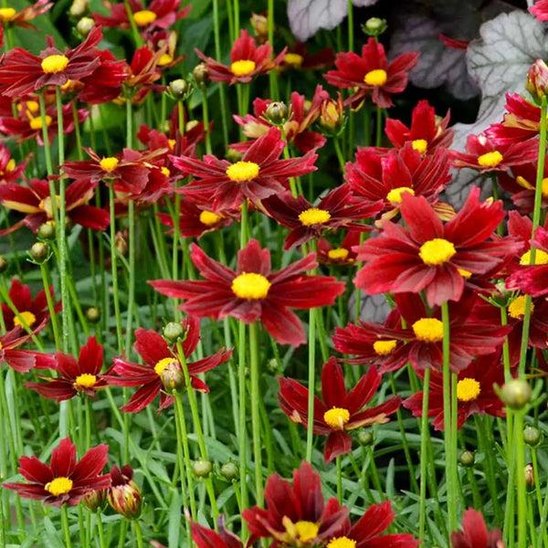 G5296 Coreopsis X 27li 27l Bang Red Elf 27 29 B2108506 80b1 4af6 974a 03c8cb7e5176 from www redcrocus com