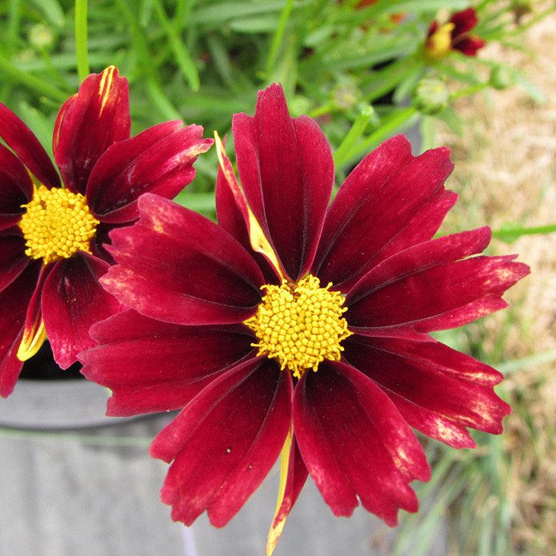 G5296 Coreopsis X 27li 27l Bang Red Elf 27 30 D809e9a7 4348 4da9 Bfc7 E55a2a91198a from www redcrocus com