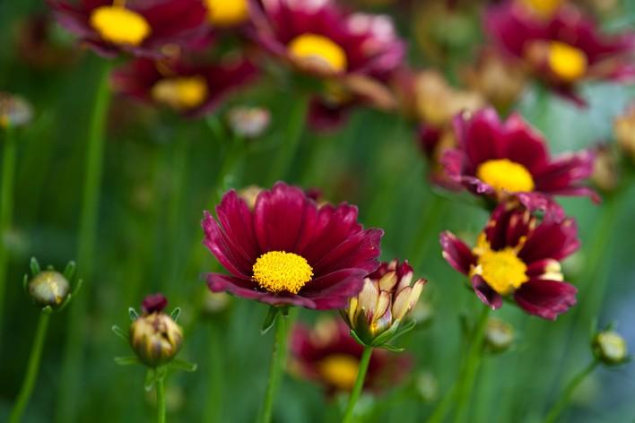 G5296 Coreopsis X 27li 27l Bang Red Elf 27 31 Bf362d8f 02e6 47e9 8dbe 8b52e300e56d from www redcrocus com