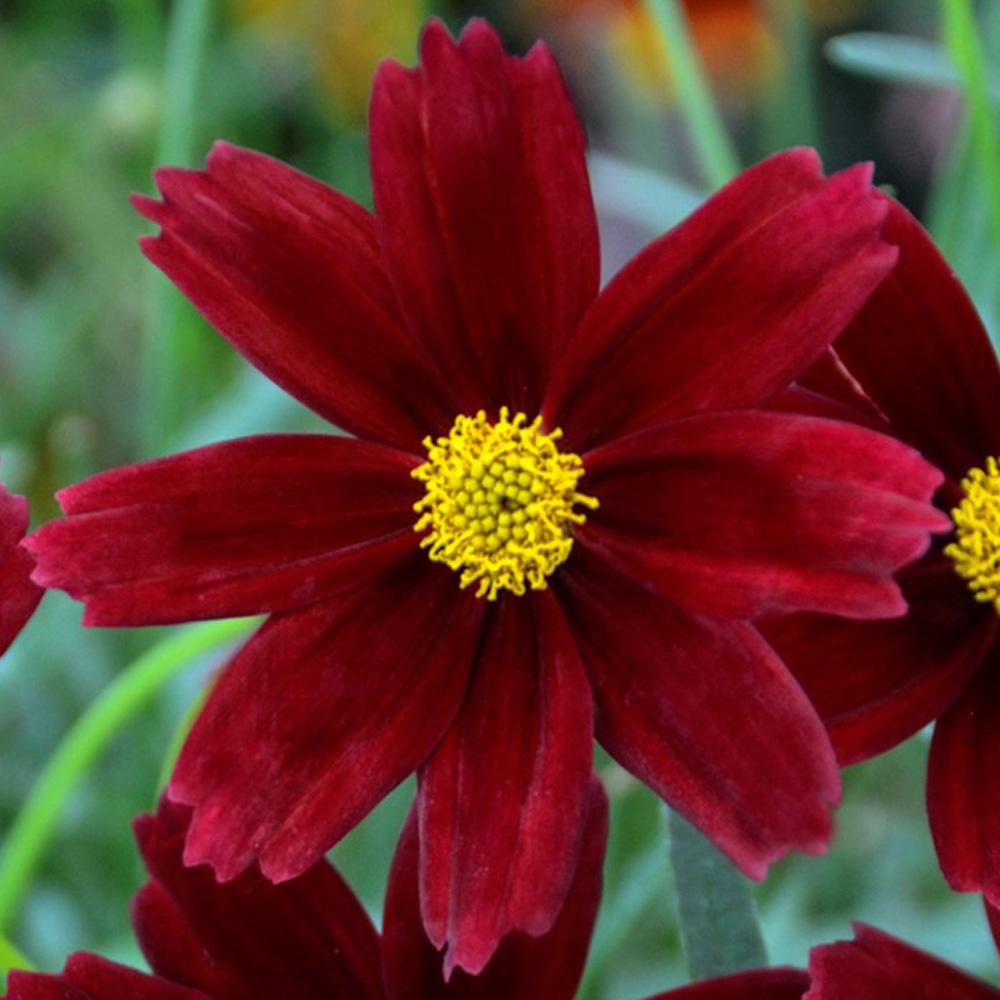 G5296 Coreopsis X 27li 27l Bang Red Elf 27 32 E3e3ca0d D98f 47ae A1ca 7f30699faeae from www redcrocus com
