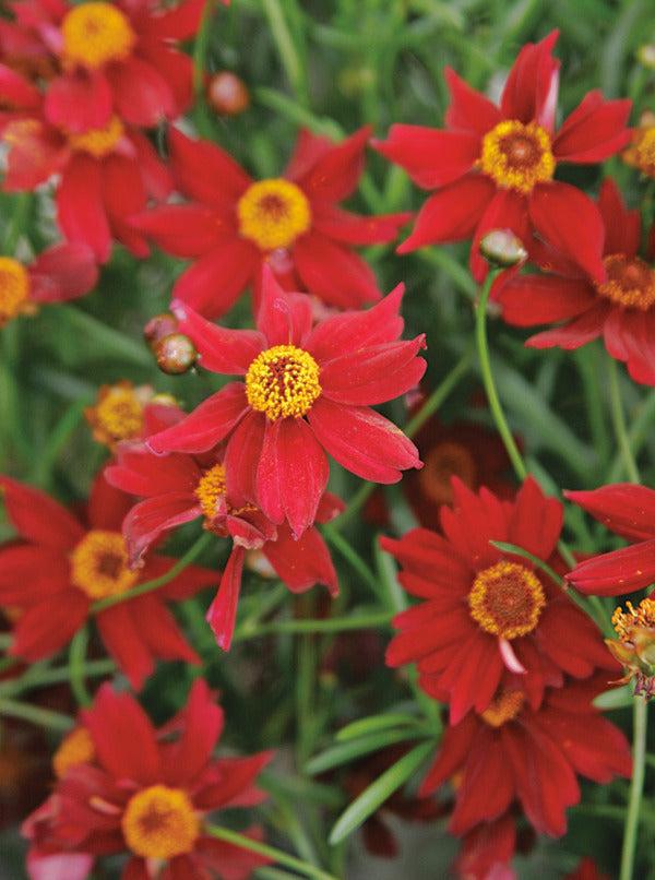 G5296 Coreopsis X 27li 27l Bang Red Elf 27 33 6d83d515 F7b2 4494 B89b Dc29989174a0 from www redcrocus com