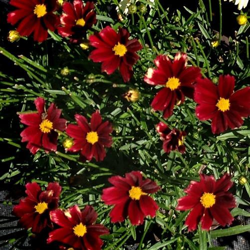 G5296 Coreopsis X 27li 27l Bang Red Elf 27 34 771c617a 0a45 4a77 8c84 46cc93a09105 from www redcrocus com