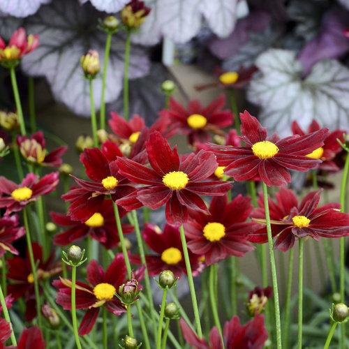 G5296 Coreopsis X 27li 27l Bang Red Elf 27 3 3c6a4f9e 8763 4e11 8858 43a3c7c3d2ac from www redcrocus com
