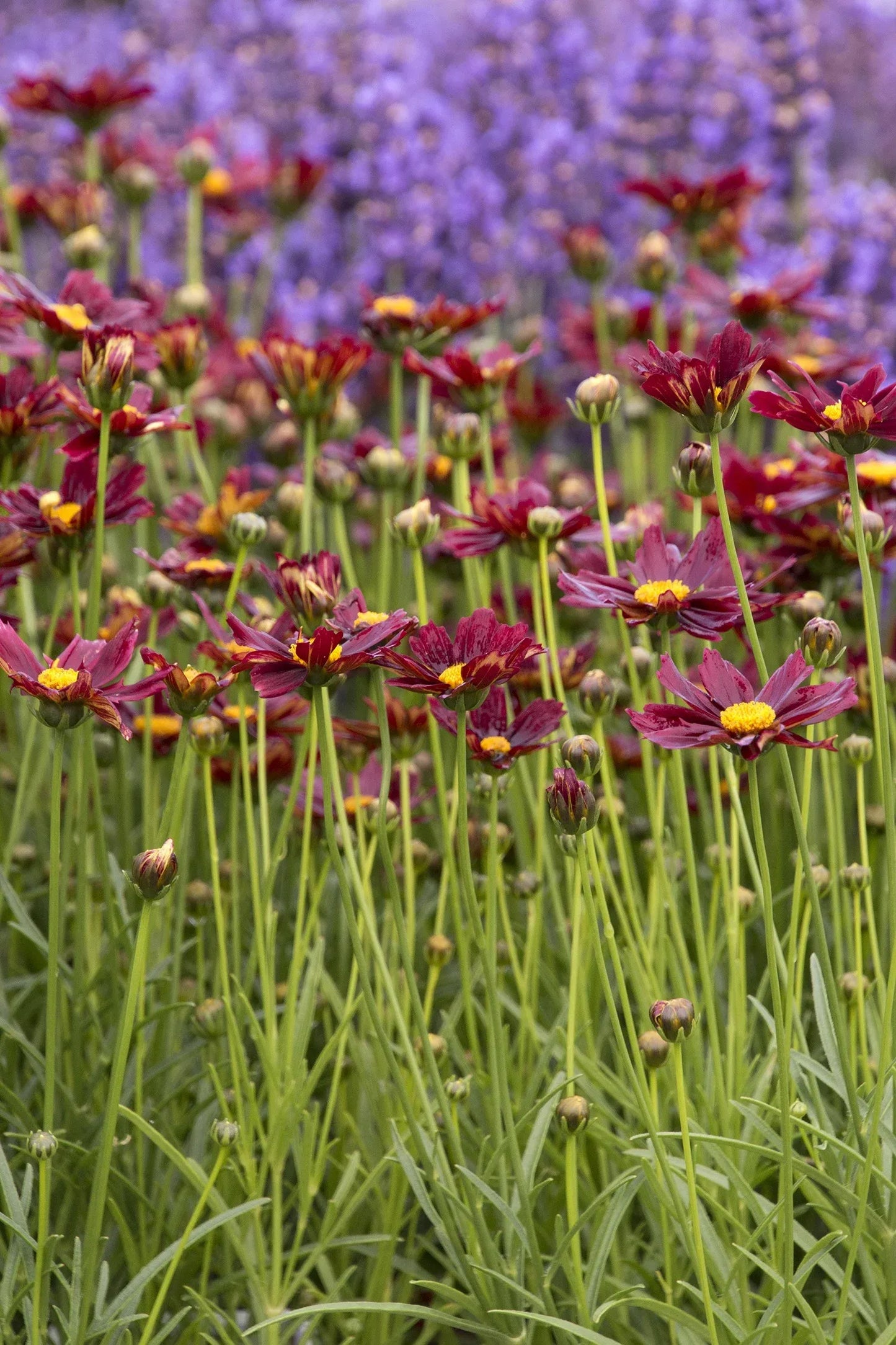 G5296 Coreopsis X 27li 27l Bang Red Elf 27 7 4fd8f40e 8057 42ae B0d7 806c0f0a0460 from www redcrocus com