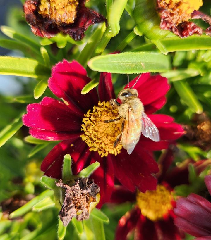 G5296 Coreopsis X 27li 27l Bang Red Elf 27 8 4eafa331 1e98 446a A59c 12bc6640ef6c from www redcrocus com