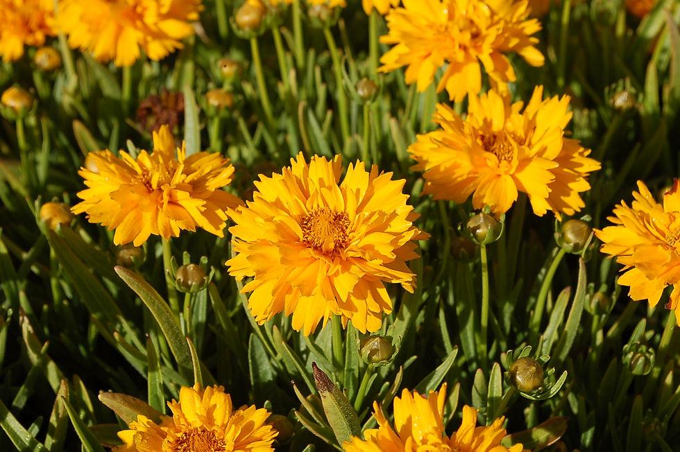 G5301 Coreopsis Grandiflora Double The Sun - View 17 from www redcrocus com